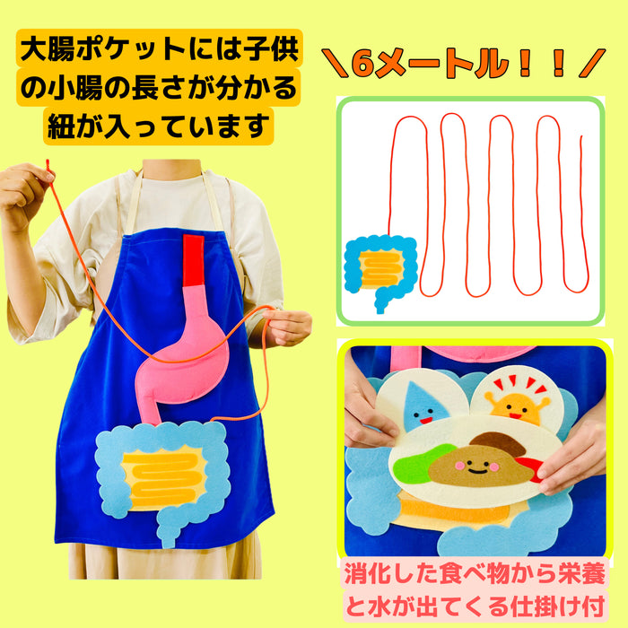 教育エプロン 消化の仕組み～食べたものはどうなるの？～